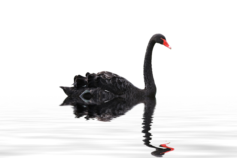 Cisne Negro en Economía