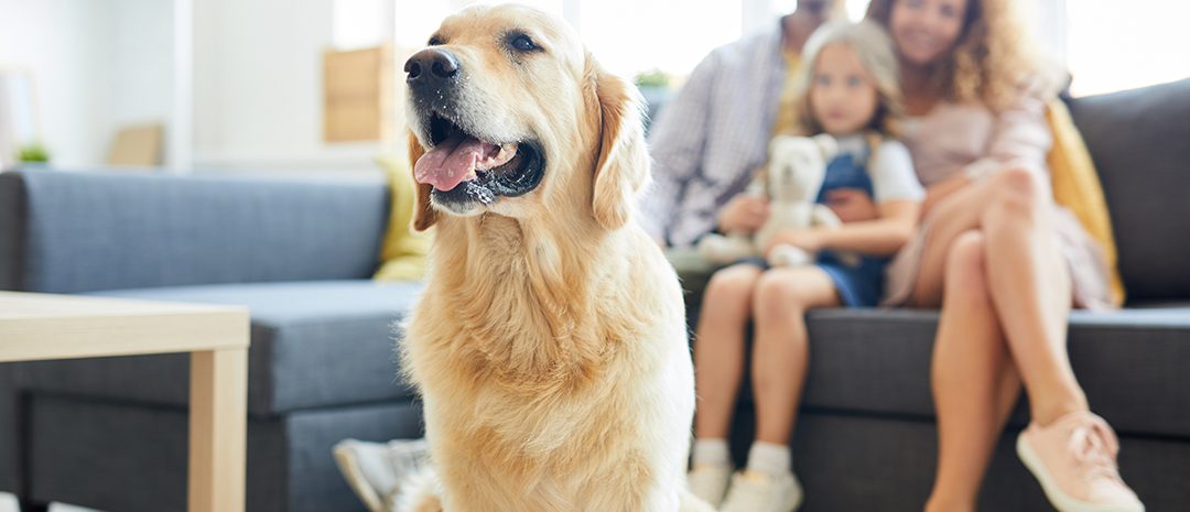 Seguros para mascotas: asegura su bienestar y tu tranquilidad