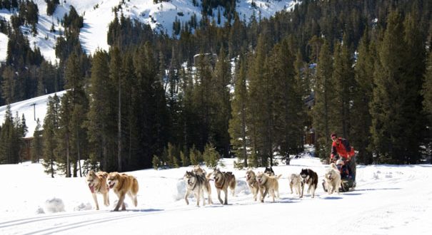 Mushing