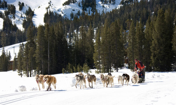 Mushing