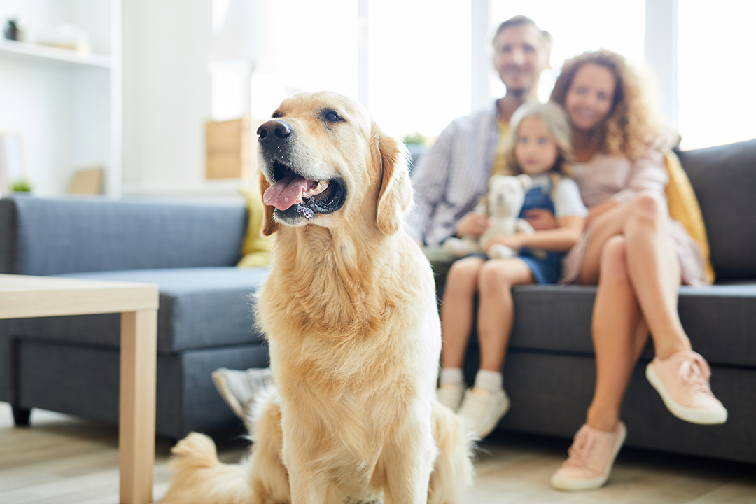 Seguros para mascotas: asegura su bienestar y tu tranquilidad