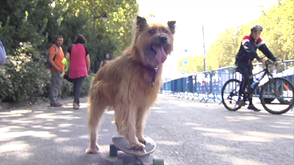 Gastos de tener una mascota en casa [VÍDEO]